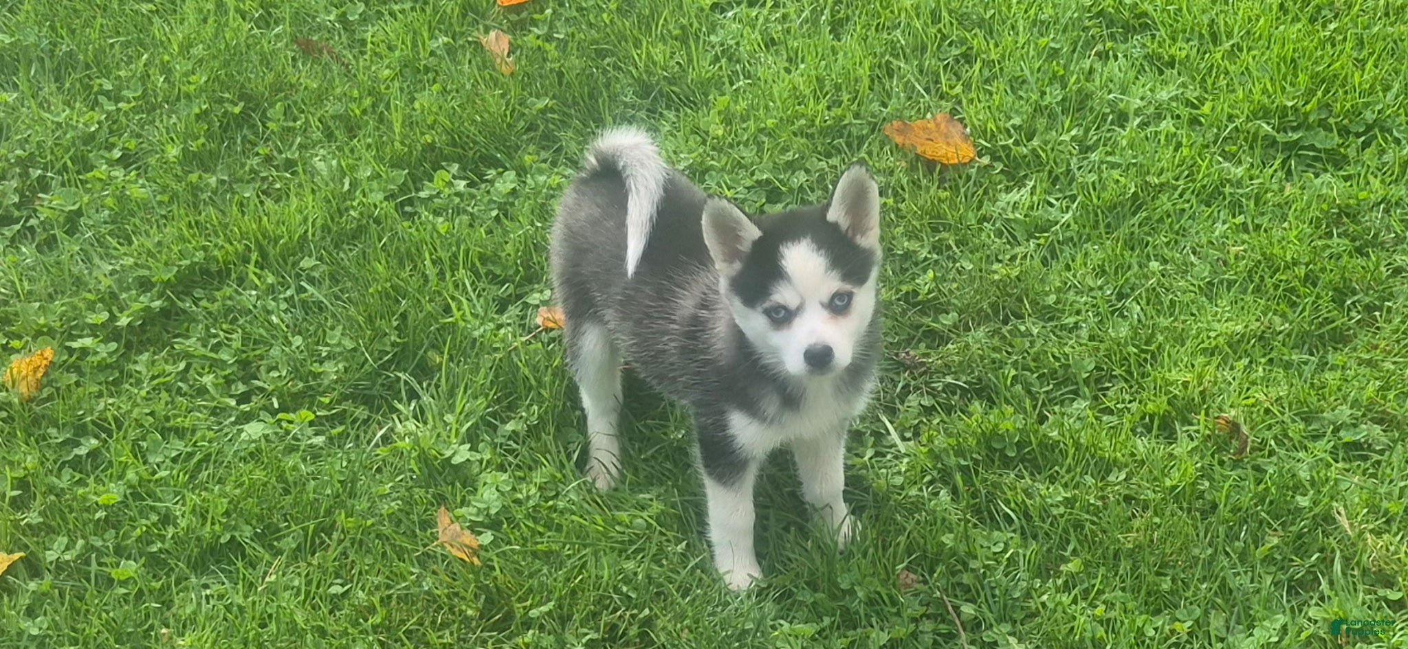 Pomsky dogs for sale: Lucky - Ad 1