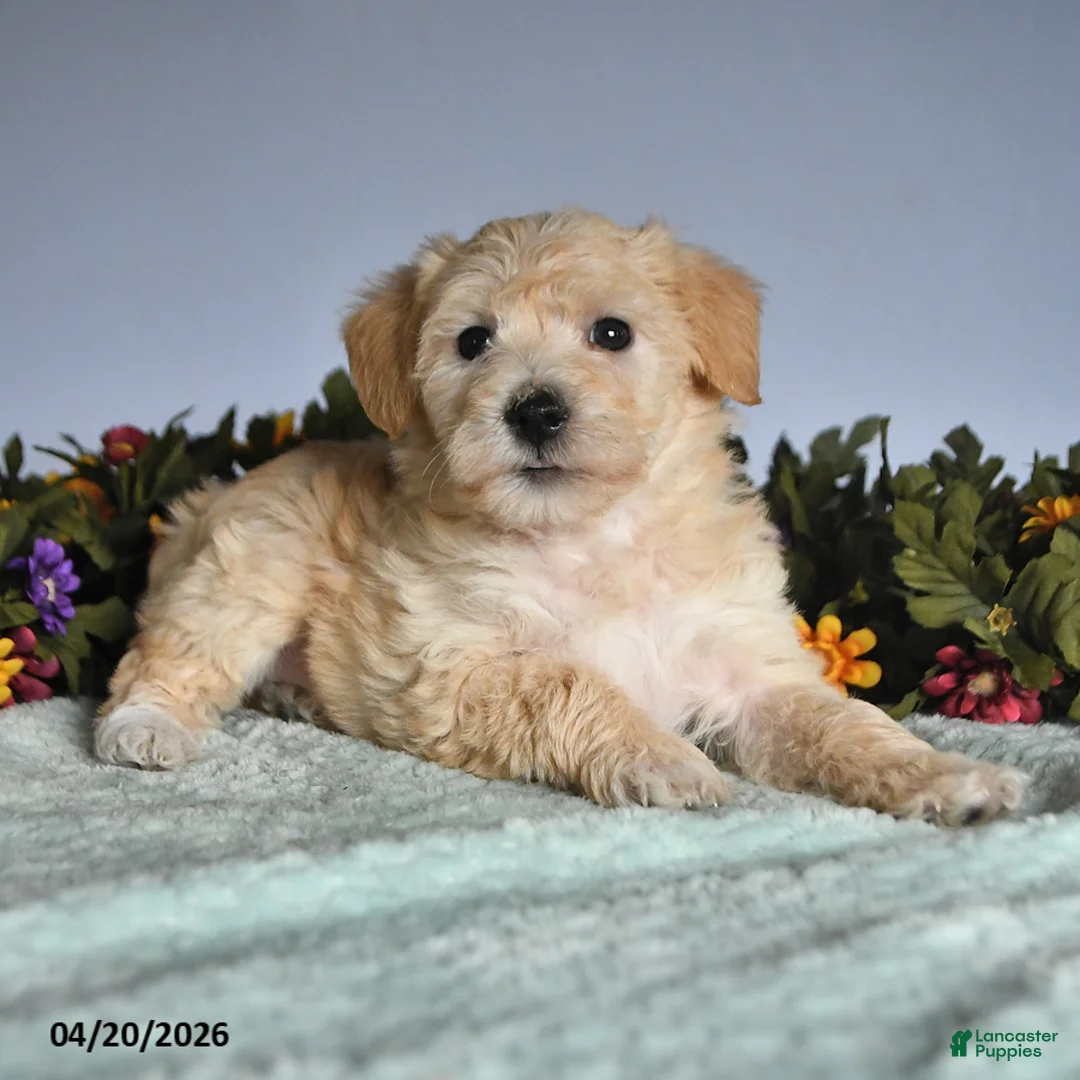Mixed Breed dogs for sale: Pip  - Ad 2