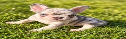 French Bulldog dogs for sale: Bluey - Ad 3