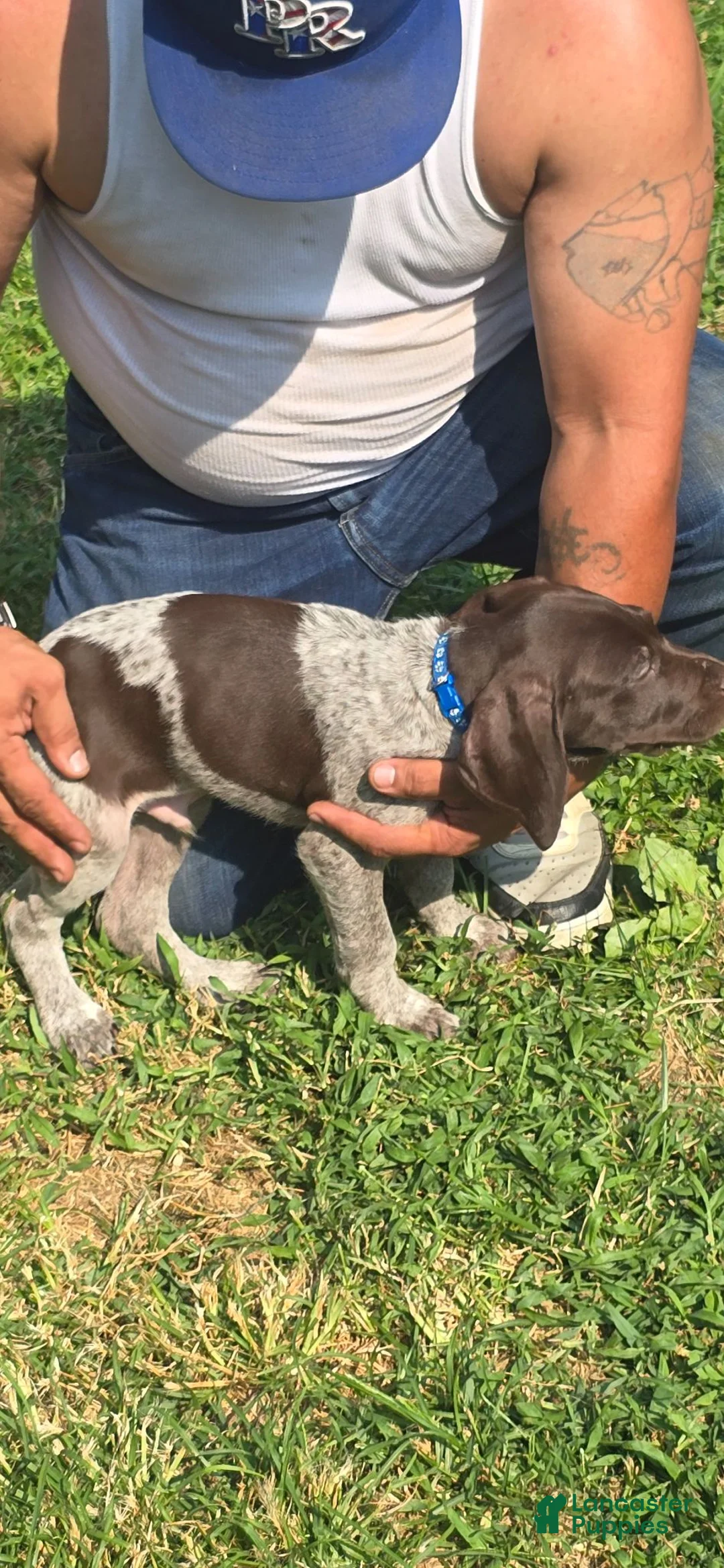 German Shorthaired Pointer dogs for sale: German Shorthaired Pointer 2 - Ad 1