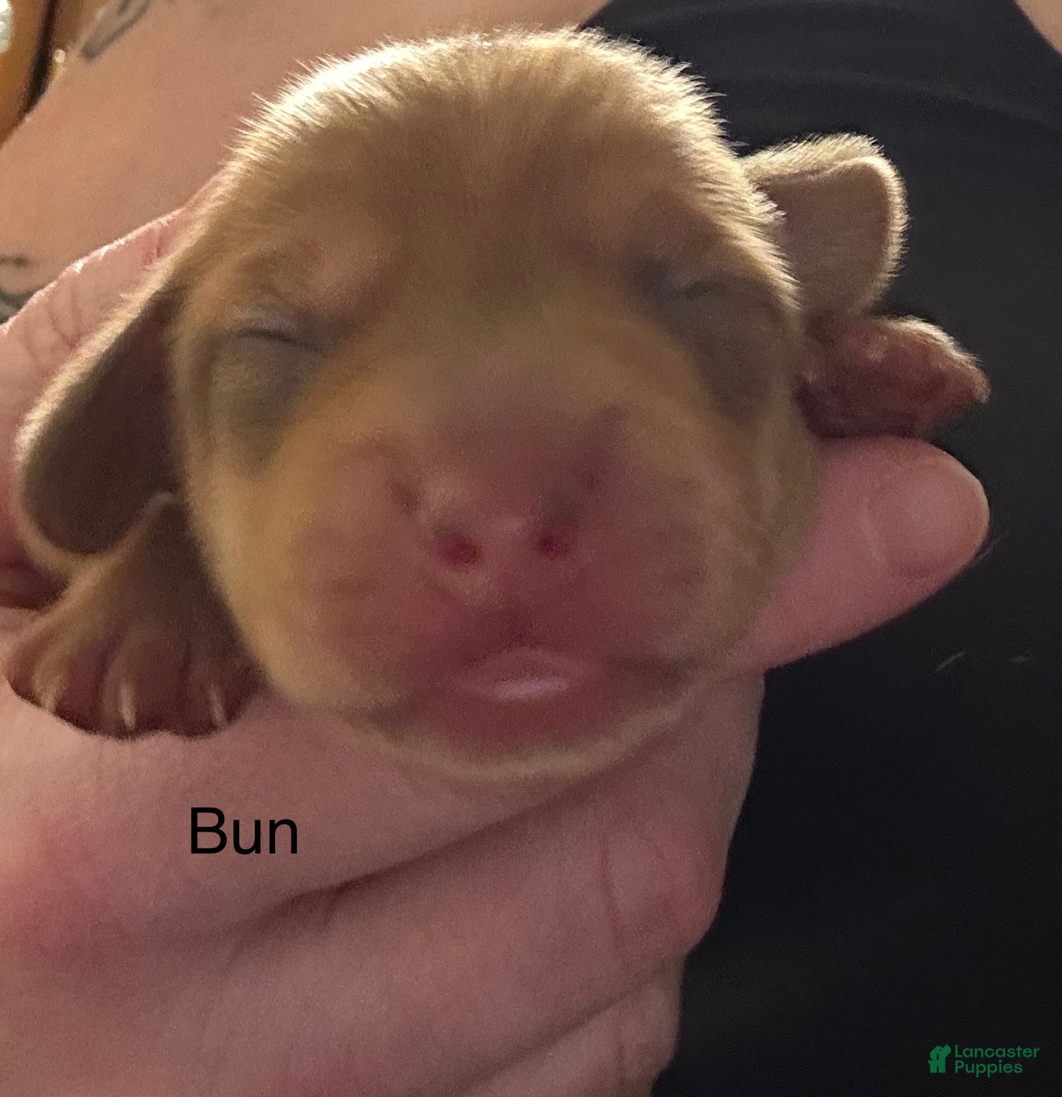 Miniature Dachshund dogs Bun - Ad 40