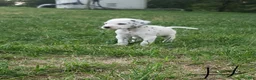 Dalmatian dogs for sale: Hope - Ad 3
