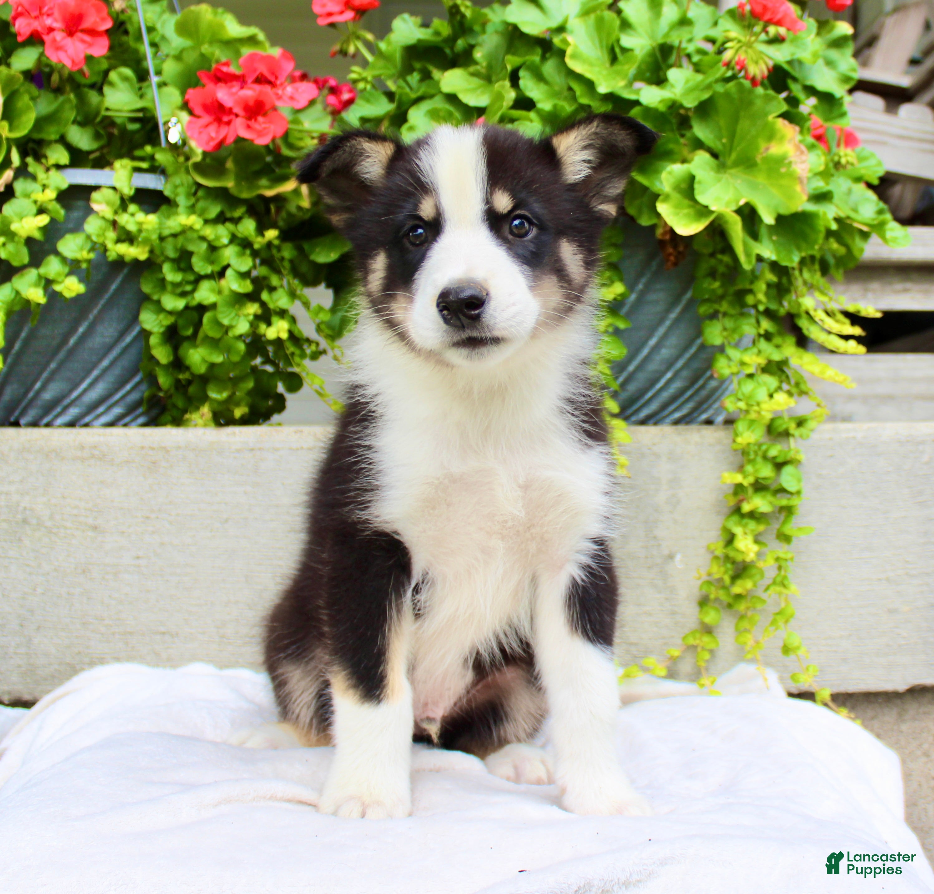 Mixed Breed dogs Lewy  - Ad 2
