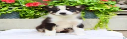 Mixed Breed dogs for sale: Lewy  - Ad 2