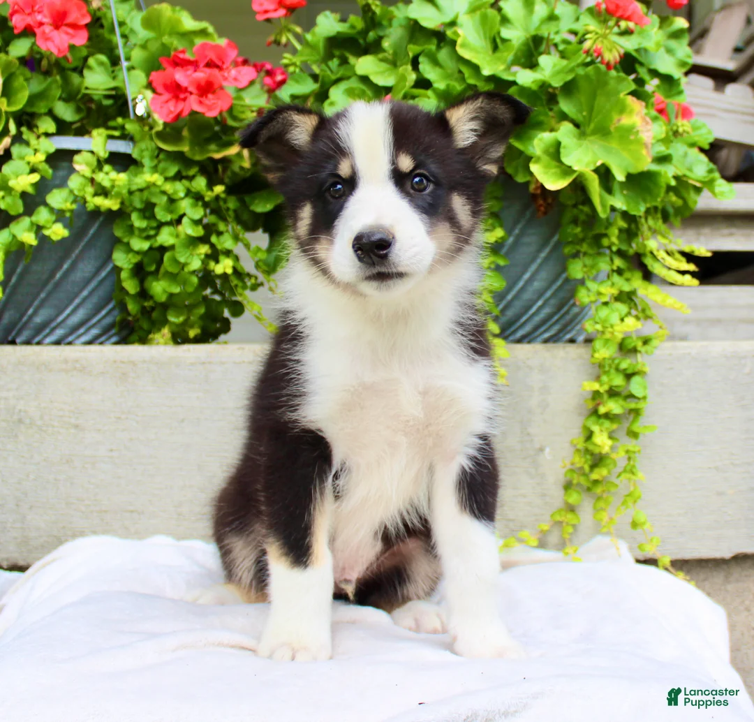 Mixed Breed dogs for sale: Lewy  - Ad 2