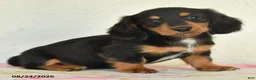 Miniature Dachshund dogs for sale: Leo - Ad 2