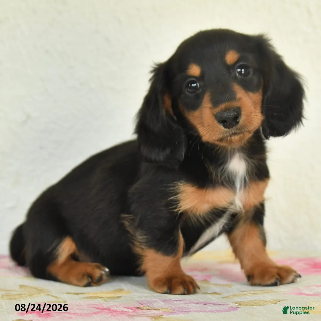 Miniature Dachshund dogs for sale: Leo - Ad 2