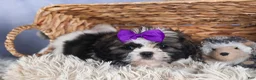 Shih Tzu dogs for sale: BAILEY - Ad 3