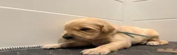 Golden Retriever dogs for sale: Golden light blue  - Ad 2