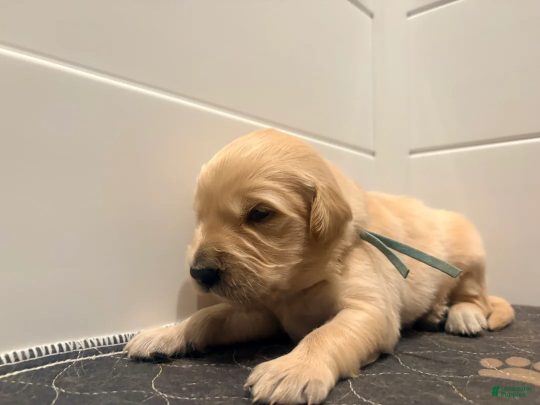 Golden Retriever dogs for sale: Golden light blue  - Ad 2
