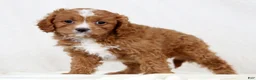 Cavapoo dogs for sale: Callie - Ad 3