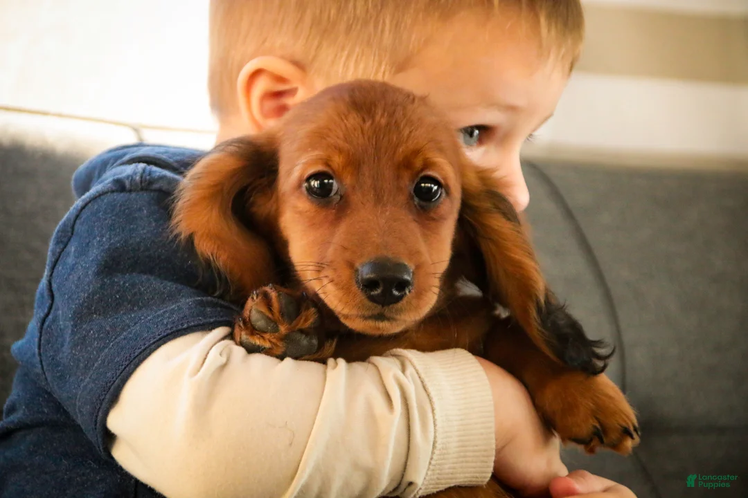 Miniature Dachshund dogs for sale: Tinsel - Ad 5