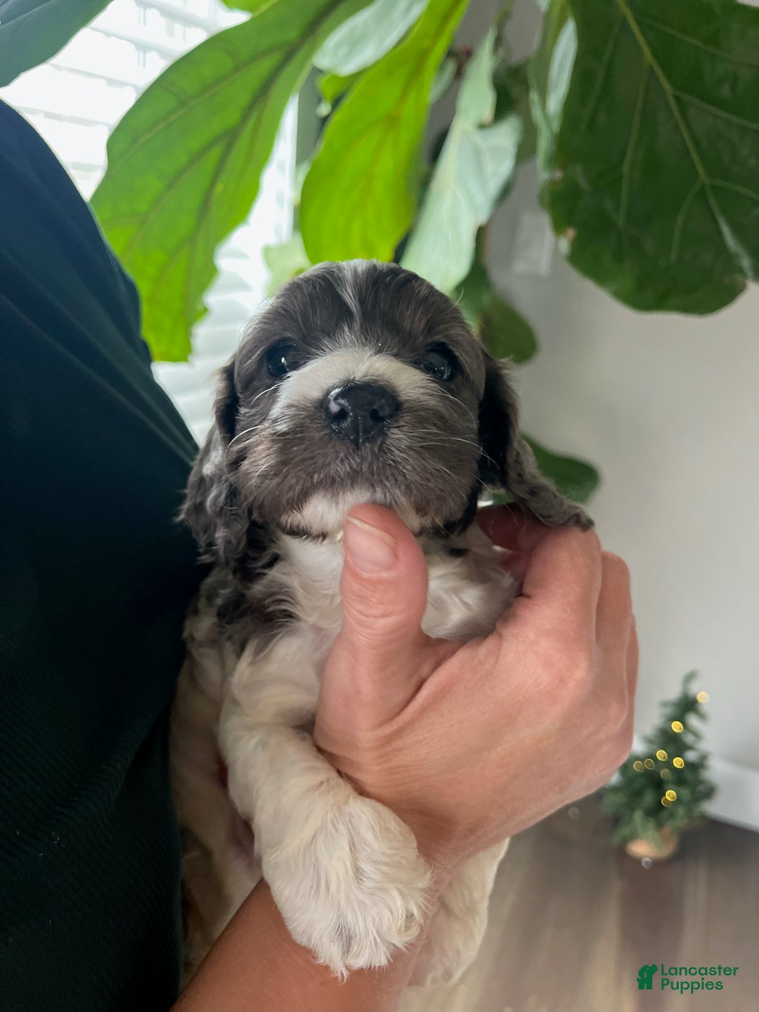 Cockapoo dogs for sale: Fir - Ad 2