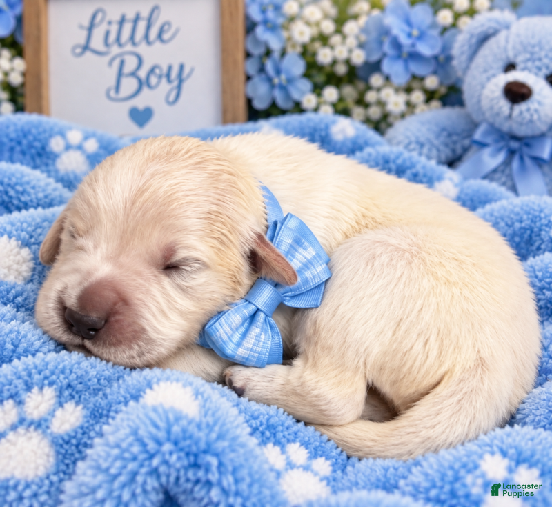 Golden Retriever dogs Aspen - Ad 38