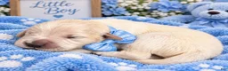 Golden Retriever dogs for sale: Aspen - Ad 1