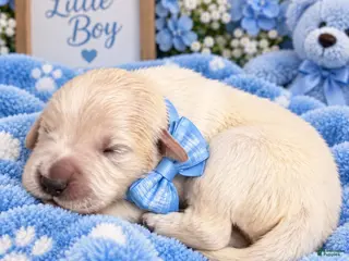 Golden Retriever dogs Aspen - Ad 38