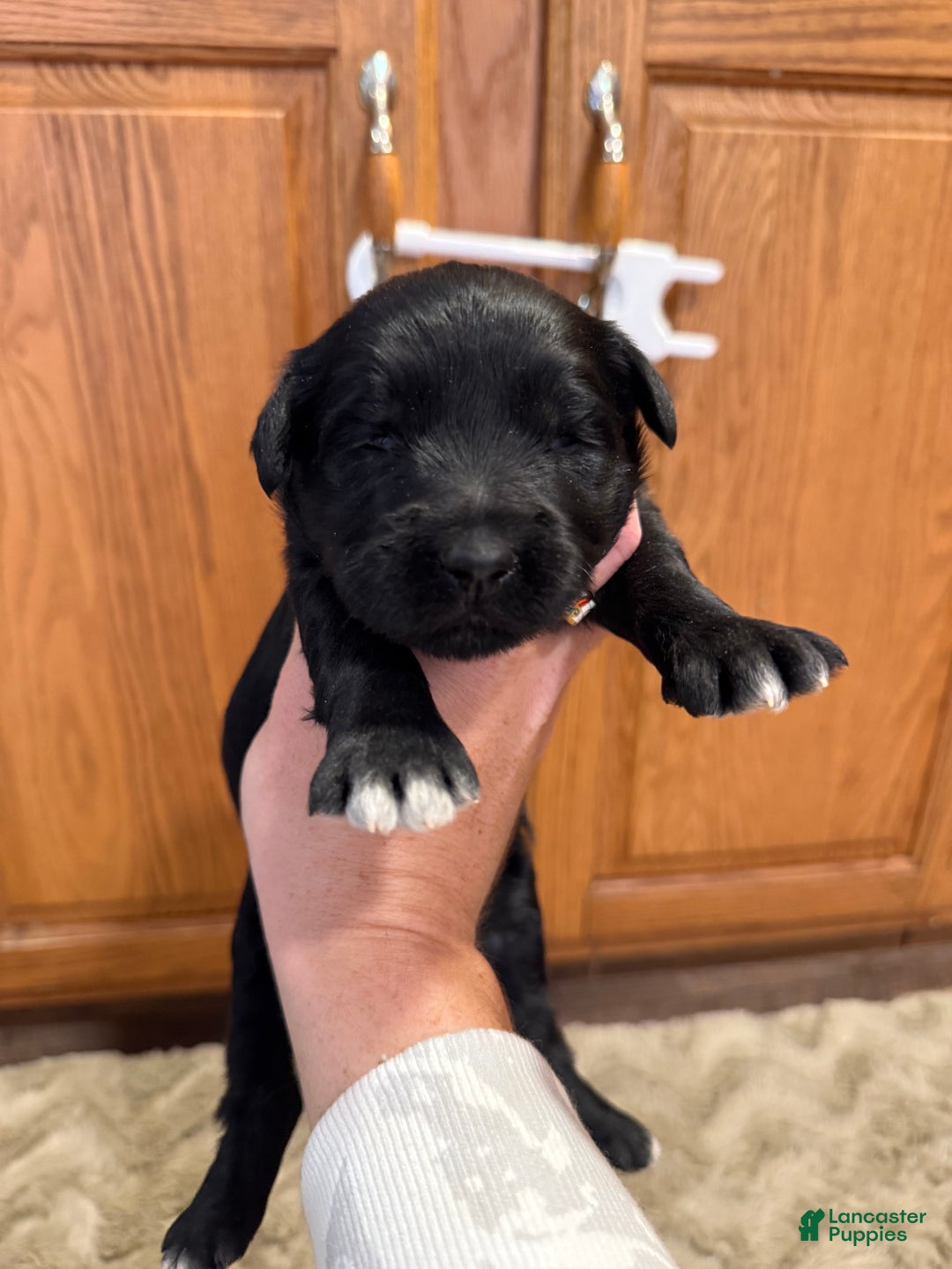 Goldendoodle dogs for sale: Maggie - Ad 3