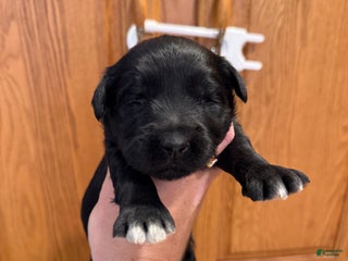 Goldendoodle dogs - Ad 20