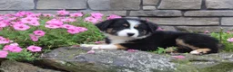 Australian Shepherd dogs for sale: Polly - Ad 4