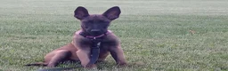 Belgian Malinois dogs for sale: Juneau - Ad 1