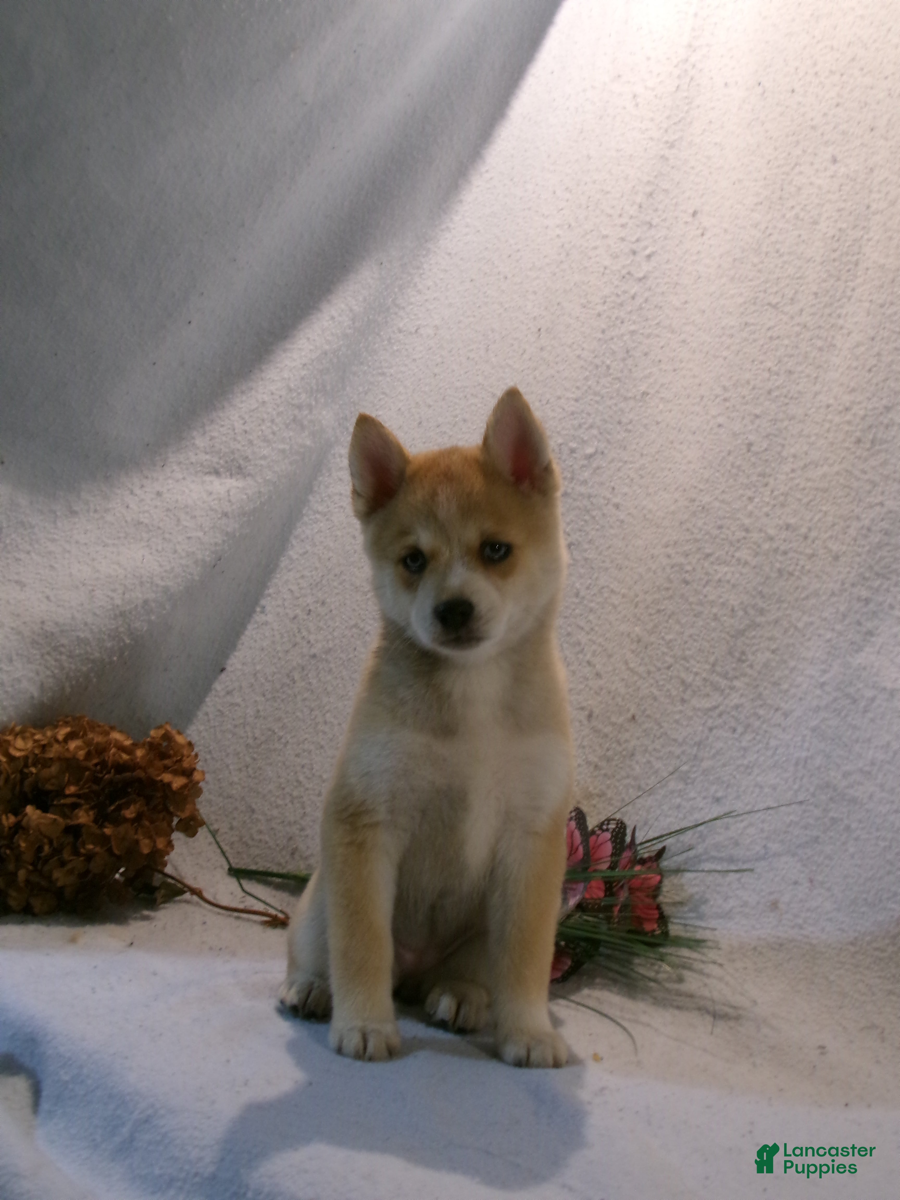 Pomsky dogs Bella - Ad 2