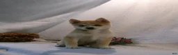 Pomsky dogs for sale: Bella - Ad 7