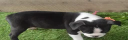 Boston Terrier dogs for sale: Jayce - Ad 3