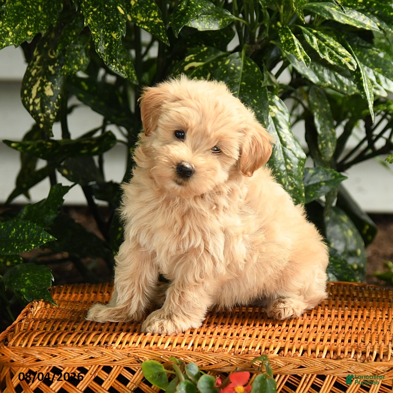 Maltipoo dogs Patrick - Ad 1