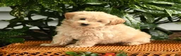 Maltipoo dogs for sale: Patrick - Ad 1