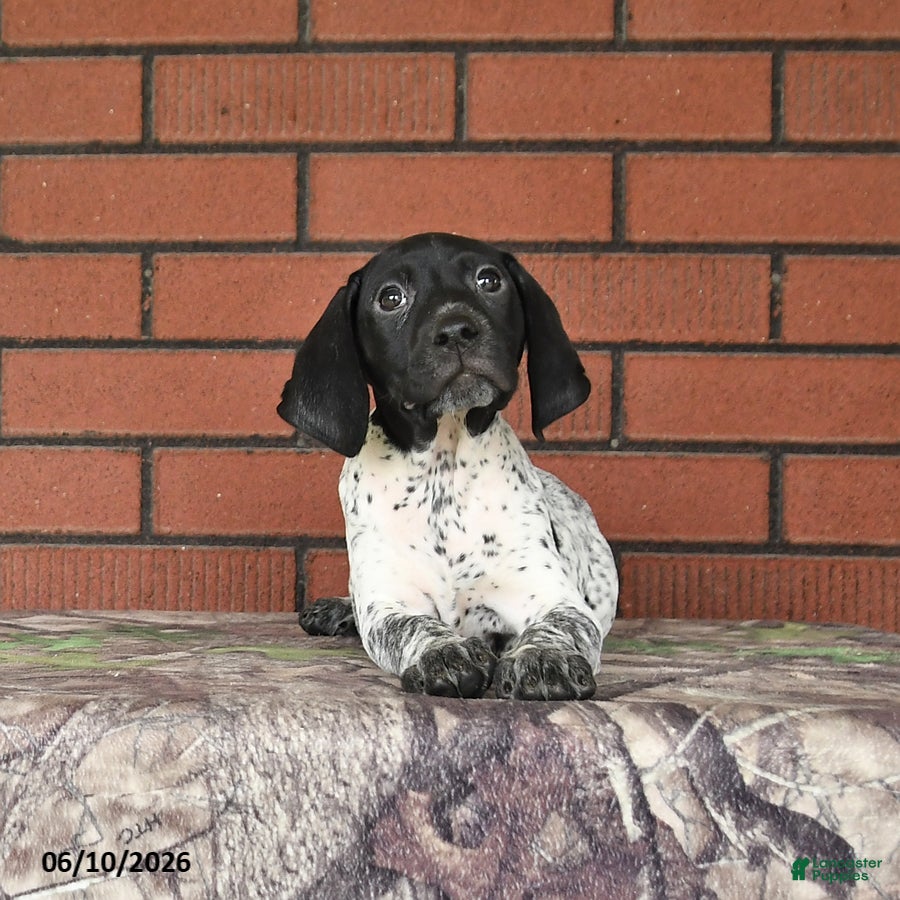 German Shorthaired Pointer dogs Rain - Ad 2
