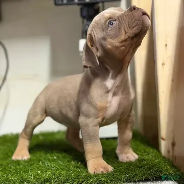 American Bully dogs American Bully Puppy 1 - Ad 1