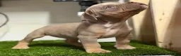 American Bully dogs for sale: American Bully Puppy 1 - Ad 1