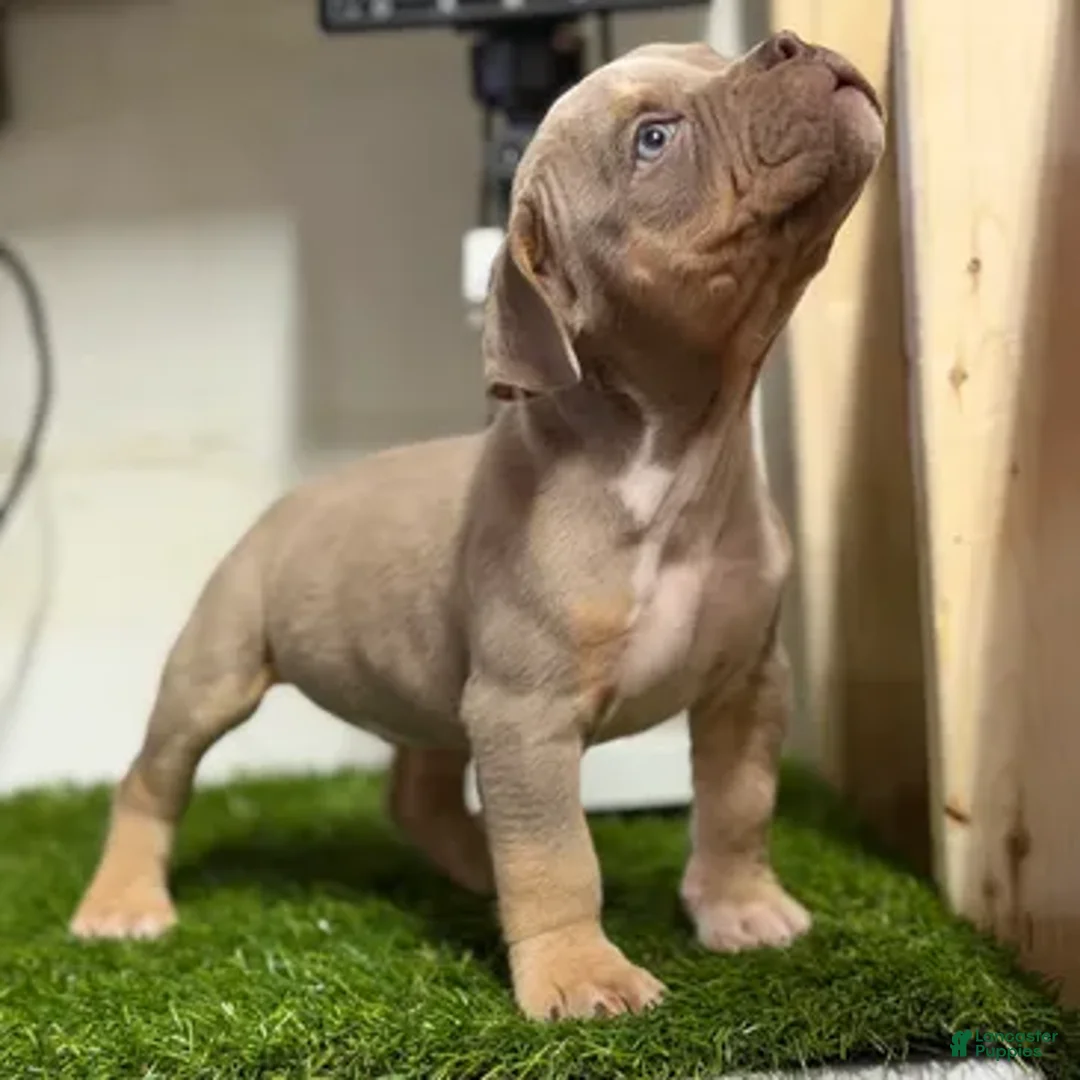 American Bully dogs for sale: American Bully Puppy 1 - Ad 1