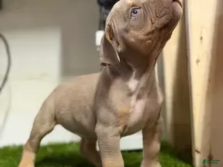 American Bully dogs for sale: American Bully Puppy 1 - Ad 1