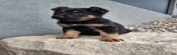 German Shepherd dogs for sale: Karl - Ad 8