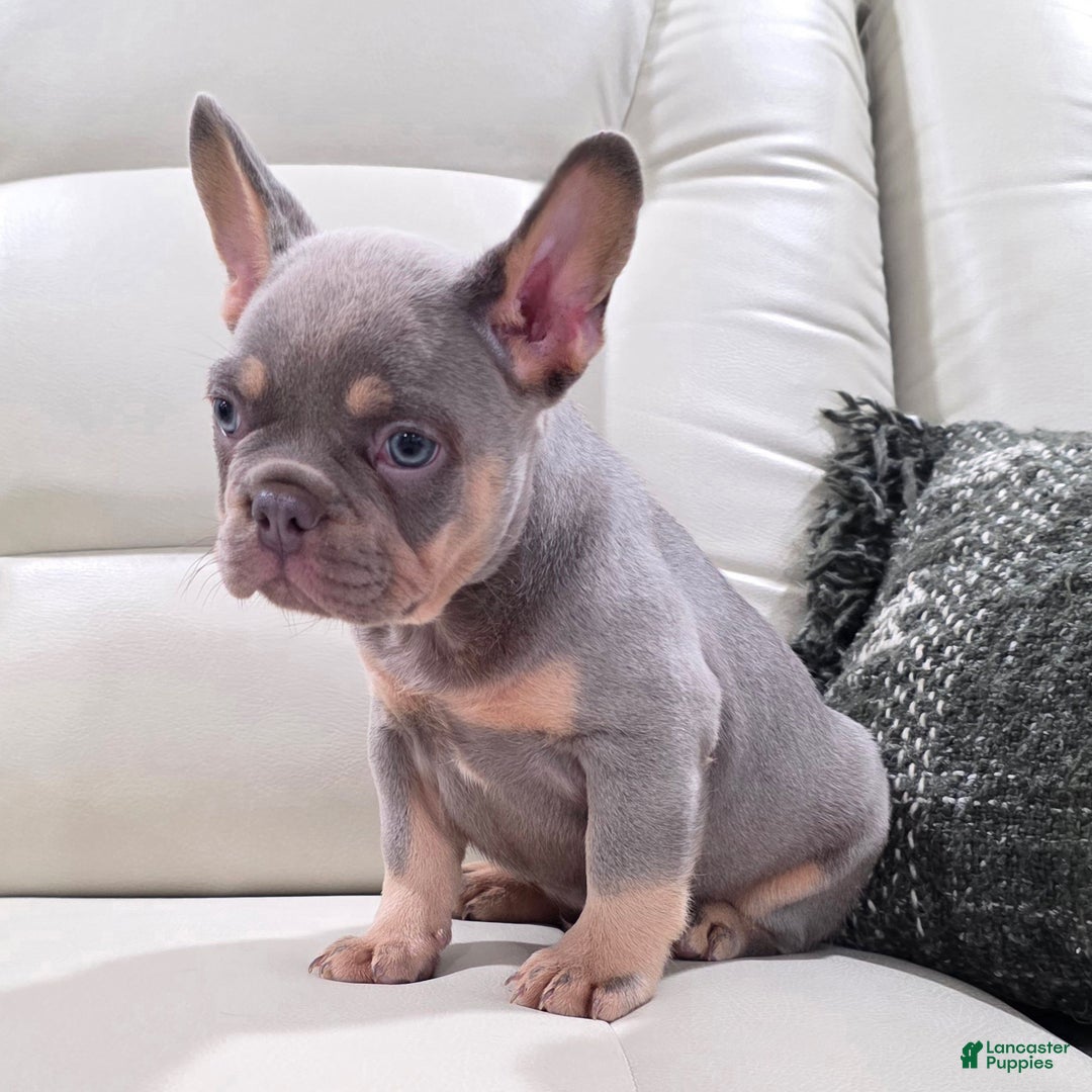 French Bulldog dogs for sale: Karl - Ad 4