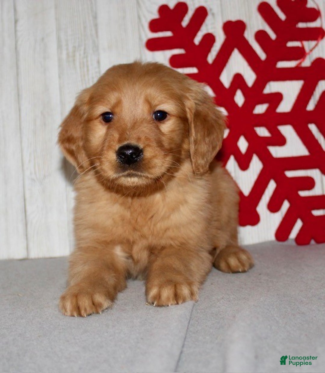 Golden Retriever dogs for sale: Piper - Ad 6