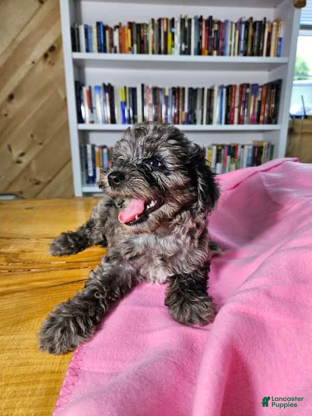 Mixed Breed dogs for sale: Speckles - Ad 4