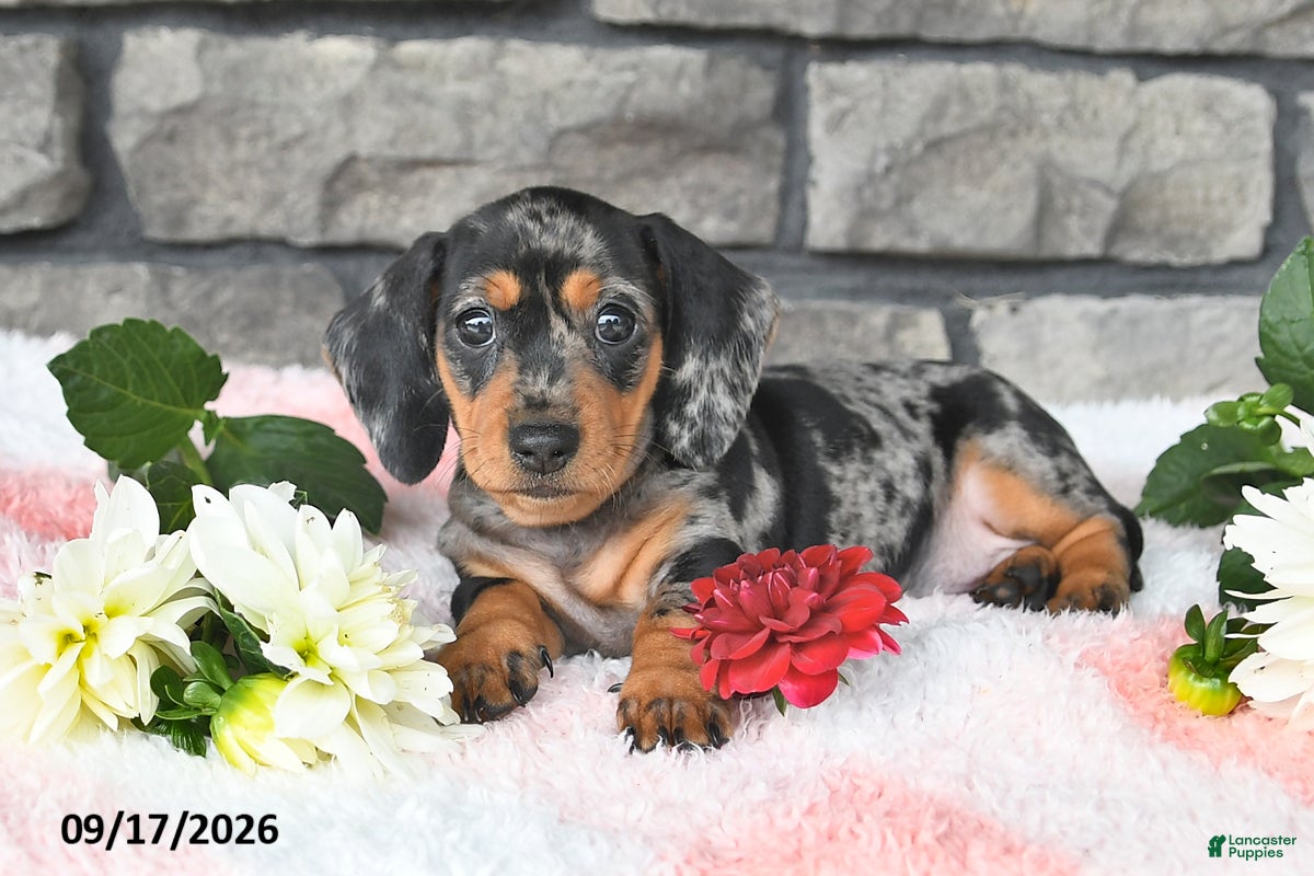 Miniature Dachshund dogs Flicka - Ad 2