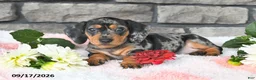 Miniature Dachshund dogs for sale: Flicka - Ad 2
