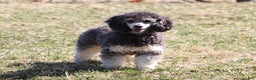Aussiedoodle dogs for sale: Theo - Ad 8