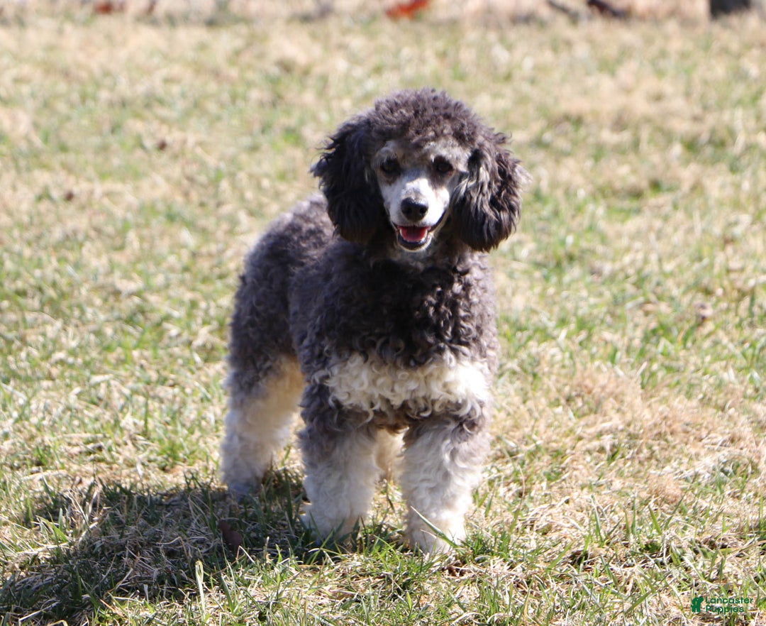 Aussiedoodle dogs for sale: Theo - Ad 8
