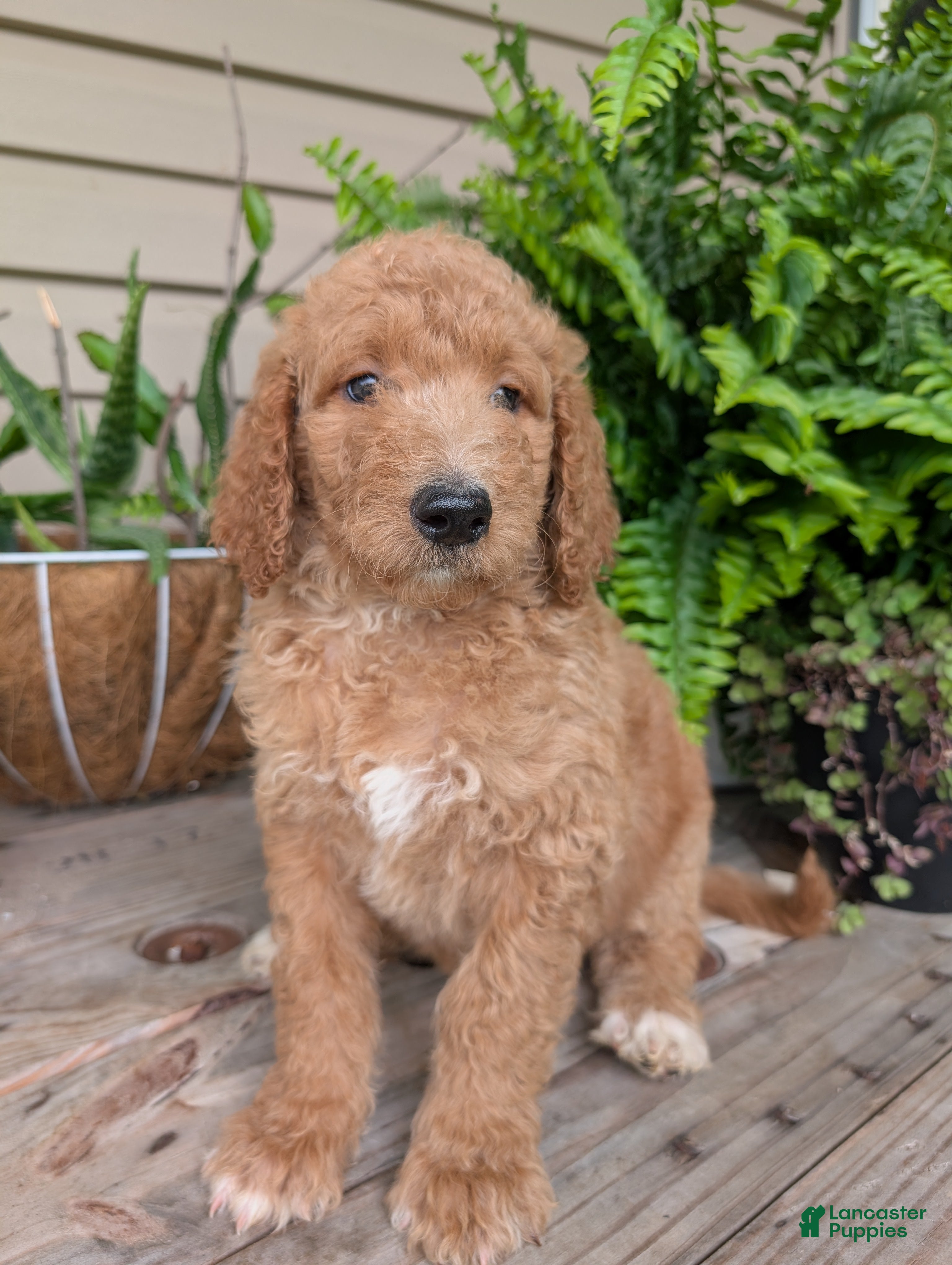 Goldendoodle dogs Sara - Ad 1