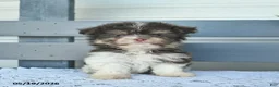 Havanese dogs for sale: Daisy  - Ad 3