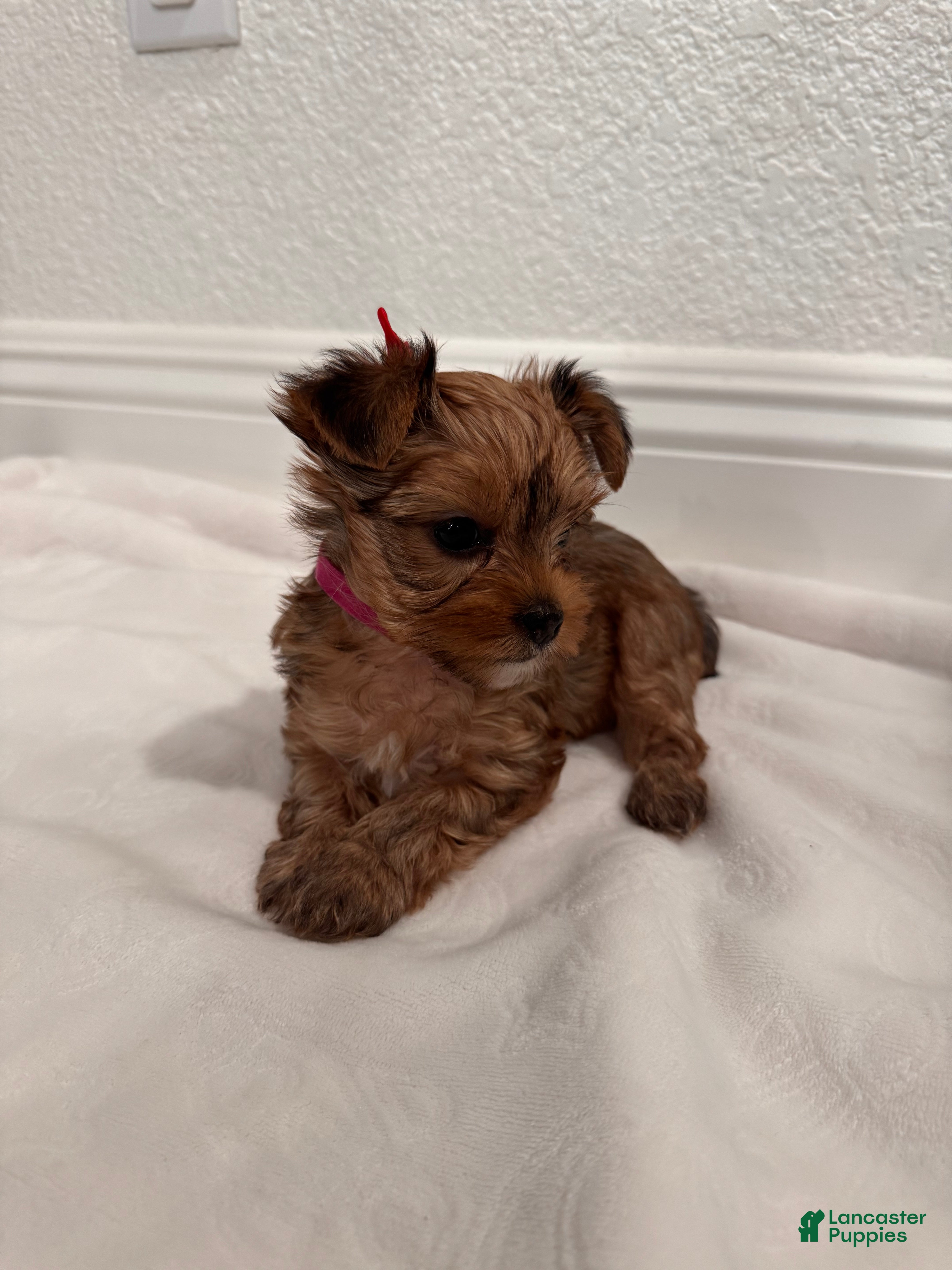 Yorkshire Terrier dogs dollface Yorkie female 2 - Ad 1