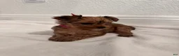 Yorkshire Terrier dogs for sale: dollface Yorkie female 2 - Ad 1