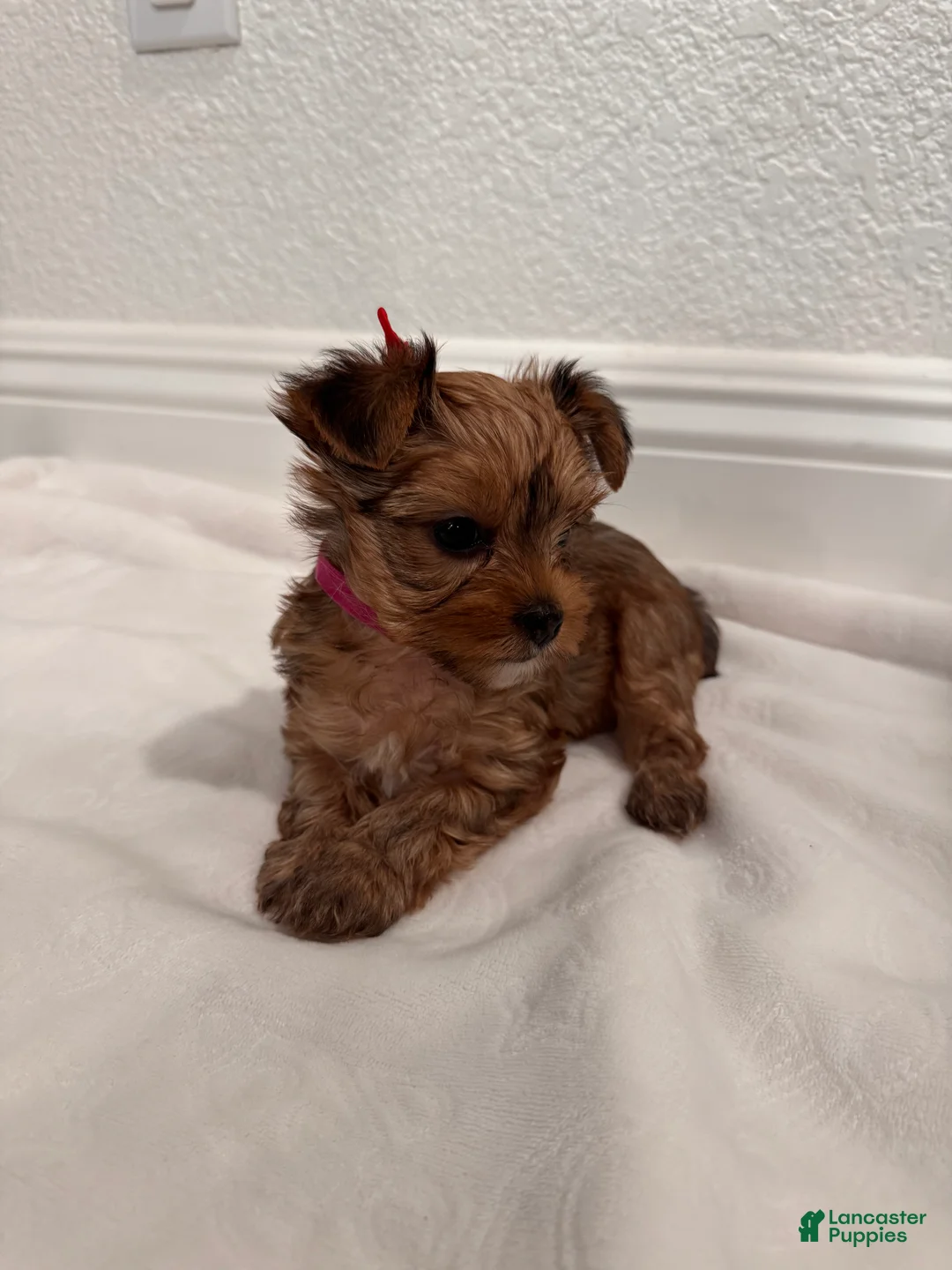 Yorkshire Terrier dogs for sale: dollface Yorkie female 2 - Ad 1