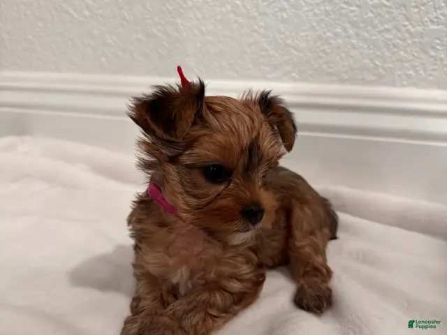 Yorkshire Terrier dogs for sale: dollface Yorkie female 2 - Ad 1