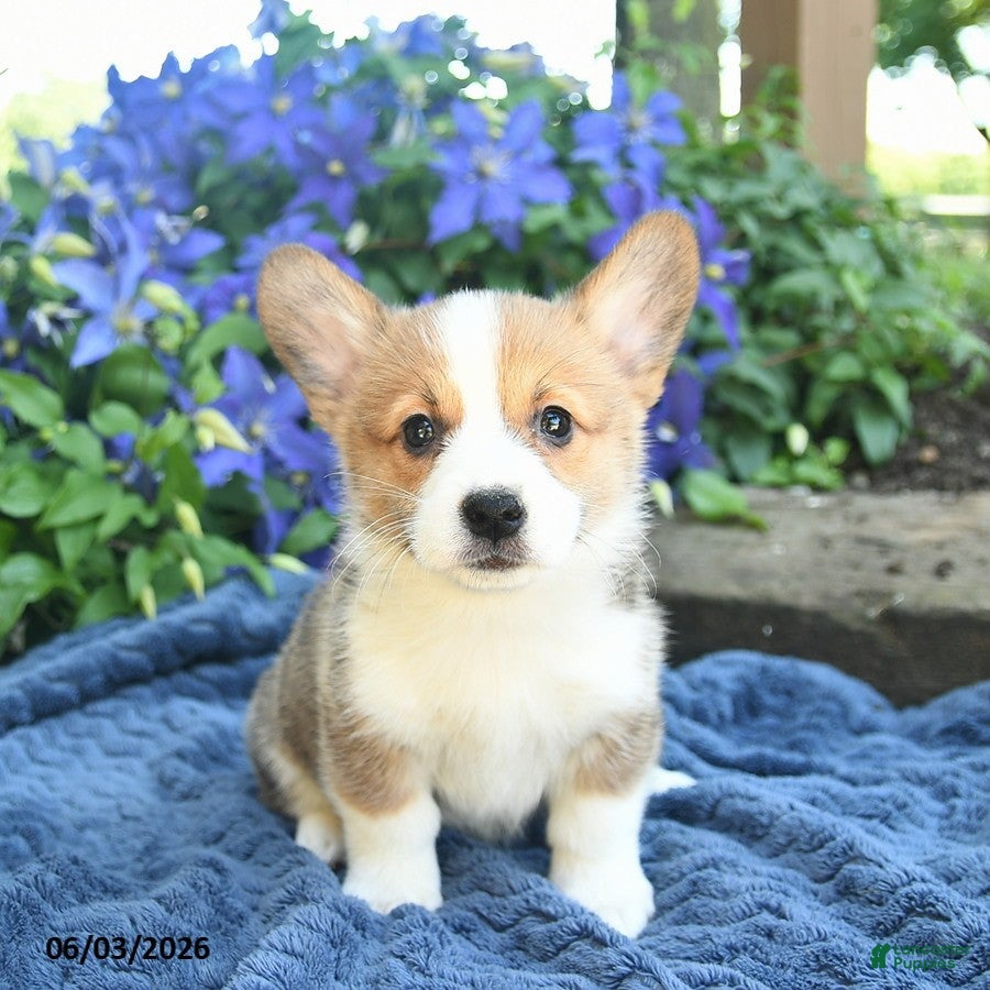 Petunia
