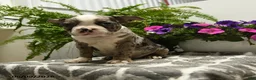 Boston Terrier dogs for sale: Norman - Ad 2